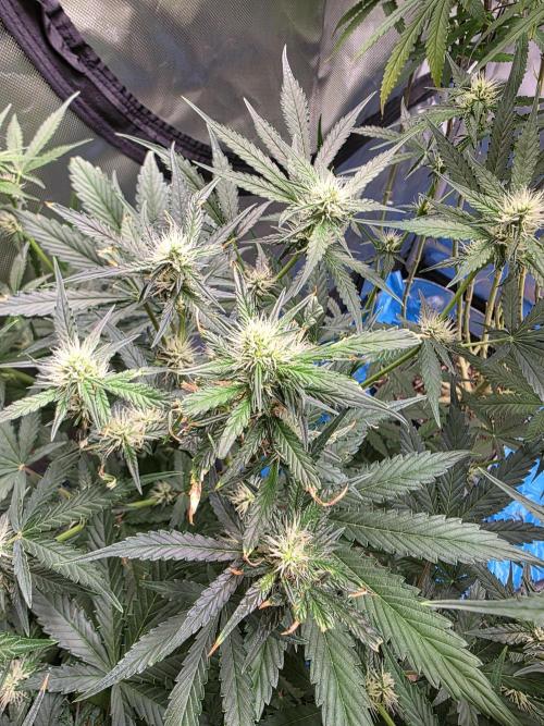 [2nd Run] Sweet Cheese Auto. Week 7