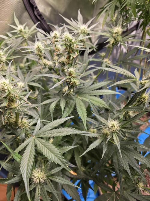 [2nd Run] Sweet Cheese Auto. Week 7