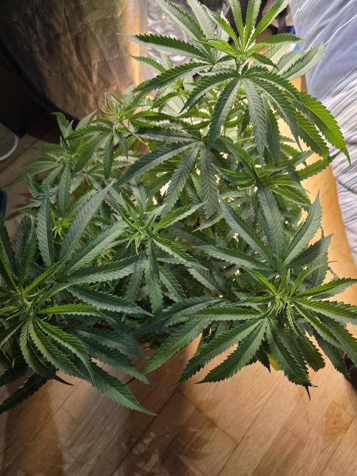 Gelonade. Week 8