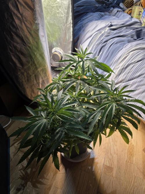 Gelonade. Week 8