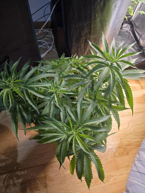 Gelonade. Week 8