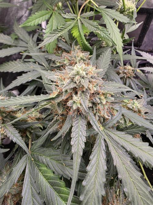 [2nd run] Green Crack Automatic. Week 12