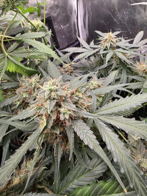 [2nd run] Green Crack Automatic. Week 12