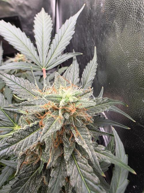 [2nd run] Green Crack Automatic. Week 12