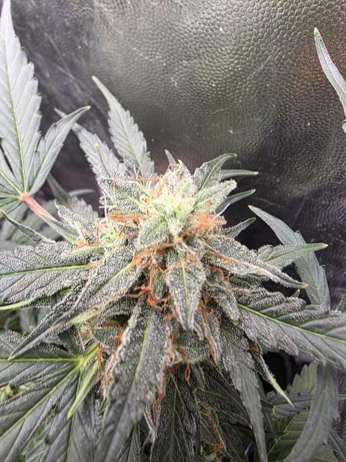 [2nd run] Green Crack Automatic. Week 12