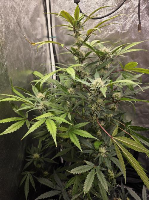 Bruce Banner Auto. Week 10