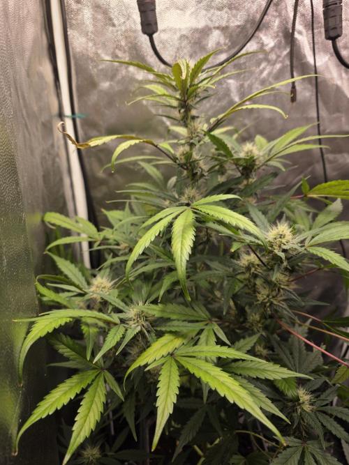 Bruce Banner Auto. Week 10