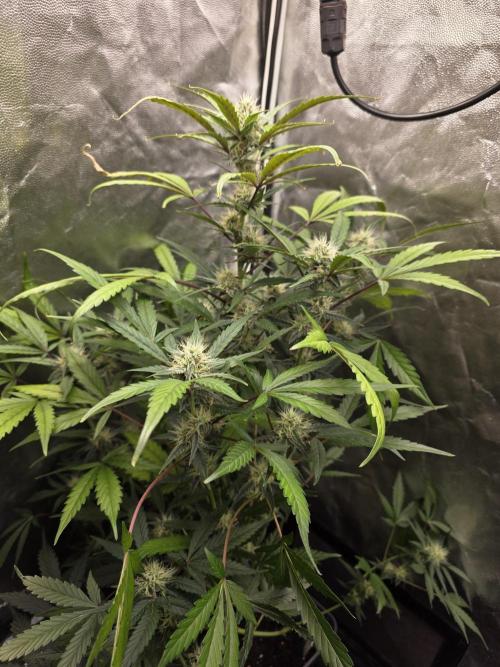 Bruce Banner Auto. Week 10