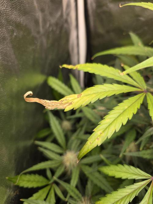 Bruce Banner Auto. Week 10