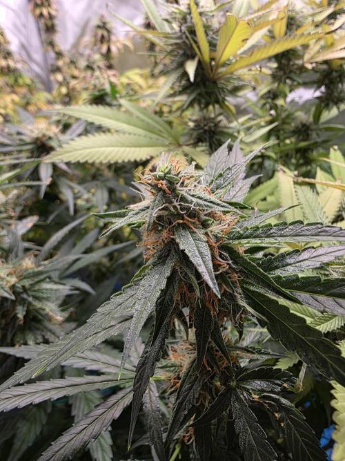 [2nd Run] Sweet Cheese Auto. Week 9