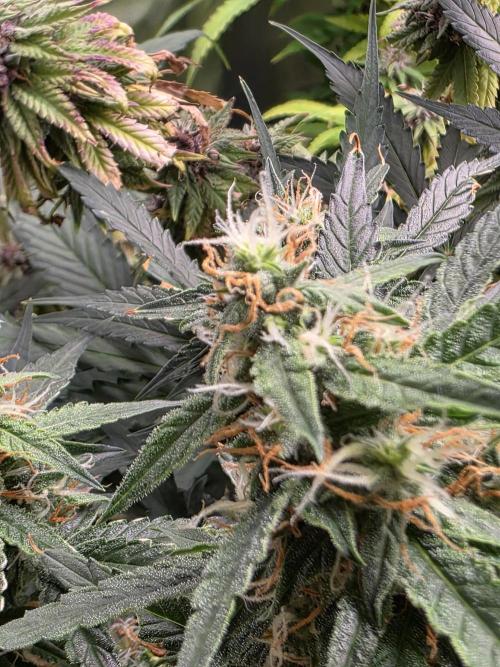 [2nd Run] Sweet Cheese Auto. Week 9