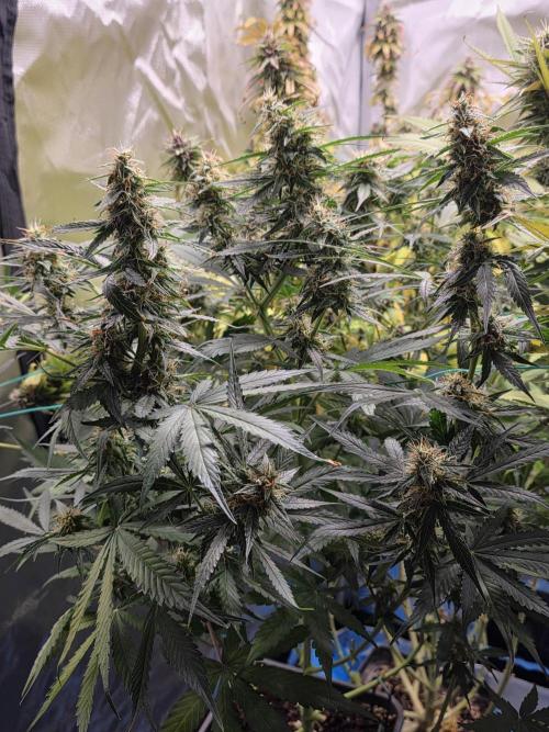 [2nd Run] Sweet Cheese Auto. Week 9