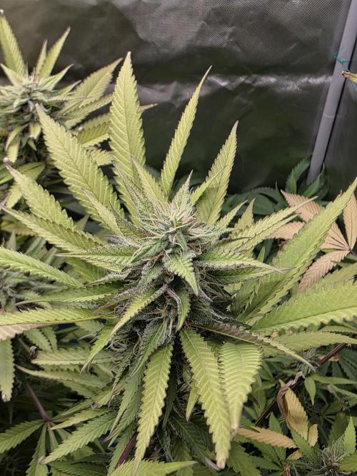 Blue zushi. Week 21