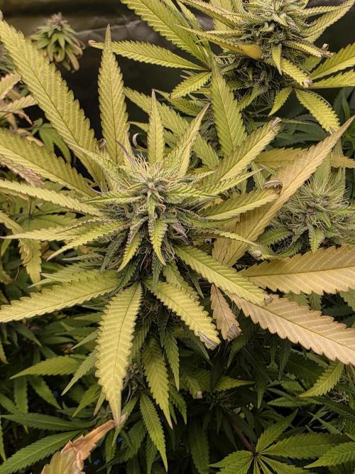 Blue zushi. Week 21
