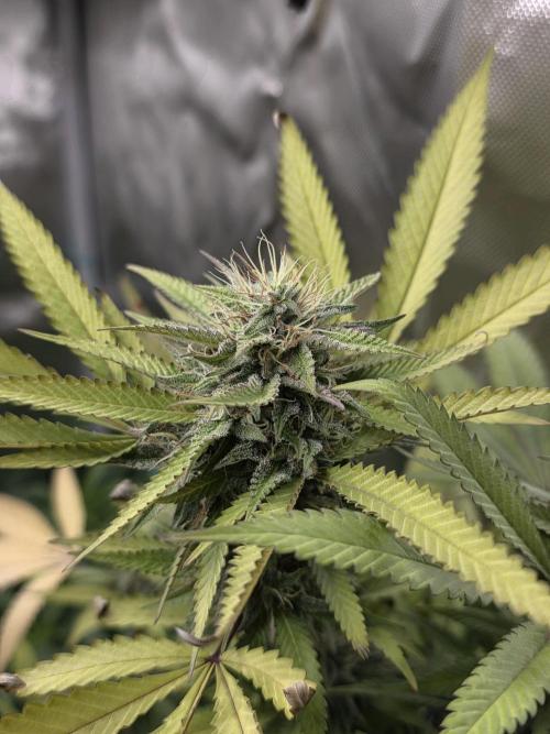 Blue zushi. Week 21