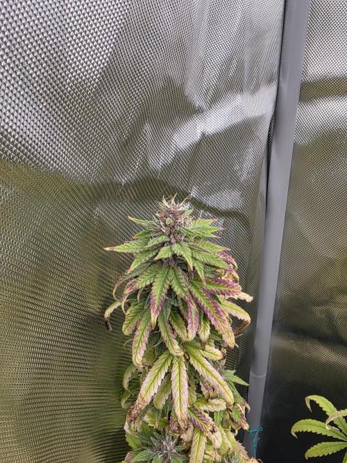 Sour fruit tartare. Week 21