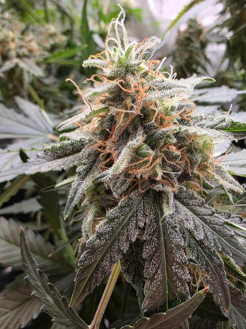 [2nd run] Green Crack Automatic. Week 13