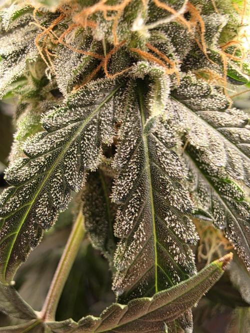 [2nd run] Green Crack Automatic. Week 13