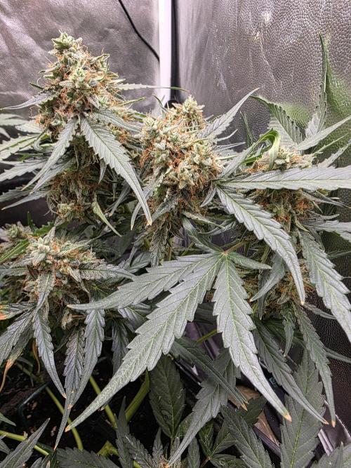 [2nd run] Green Crack Automatic. Week 13