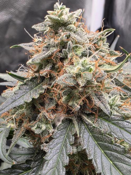 [2nd run] Green Crack Automatic. Week 13