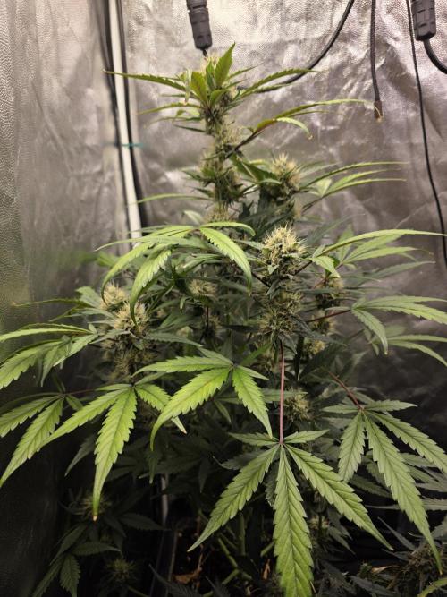 Bruce Banner Auto. Week 10