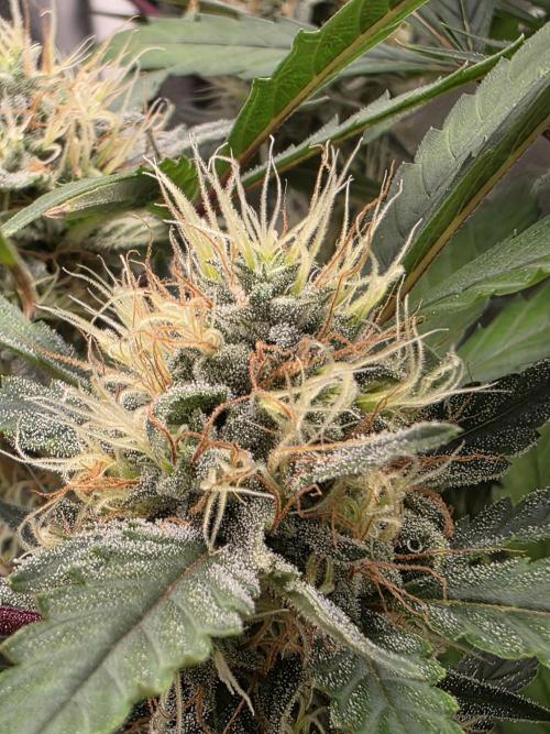 Bruce Banner Auto. Week 10