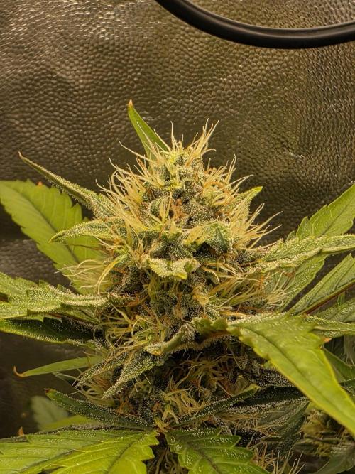 Bruce Banner Auto. Week 10