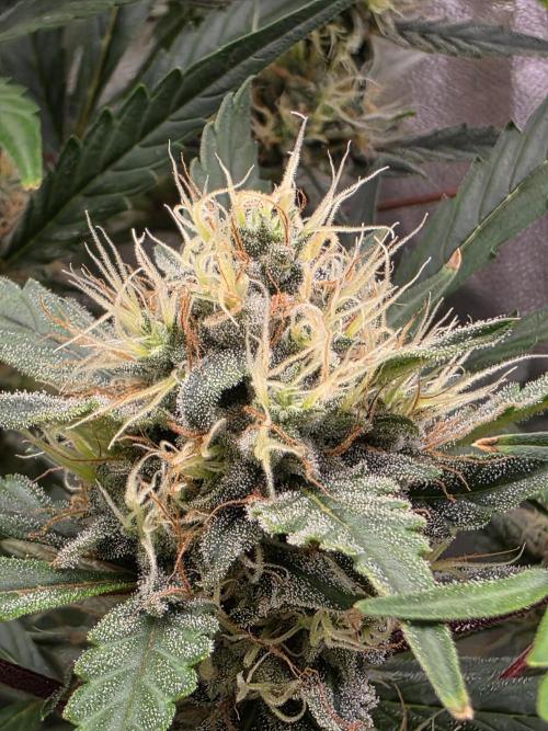 Bruce Banner Auto. Week 10