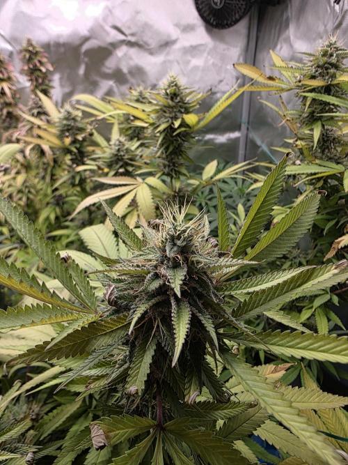 Blue zushi. Week 22