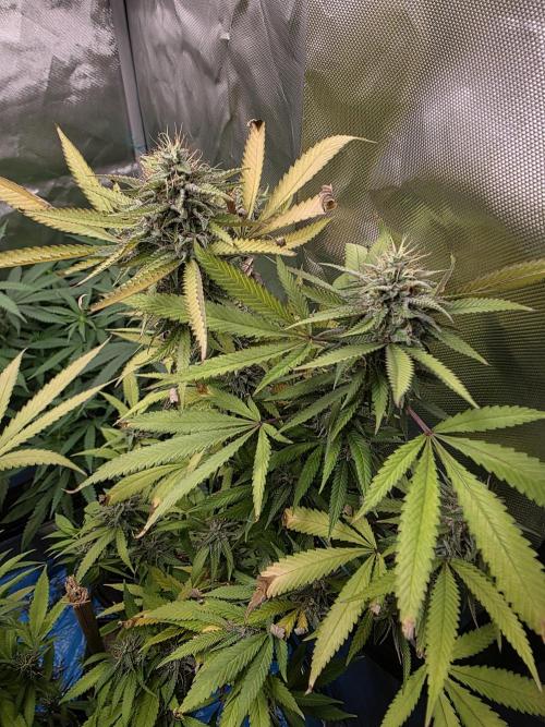 Blue zushi. Week 22