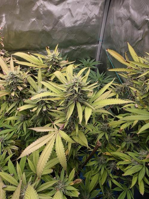 Blue zushi. Week 22