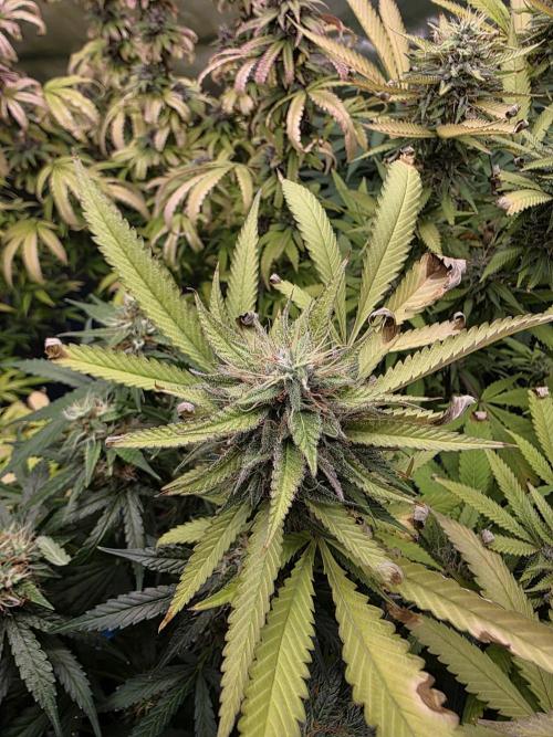 Blue Zushi. Week 22