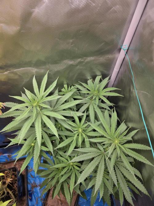 Gelonade. Week 9
