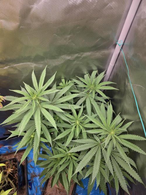 Gelonade. Week 9