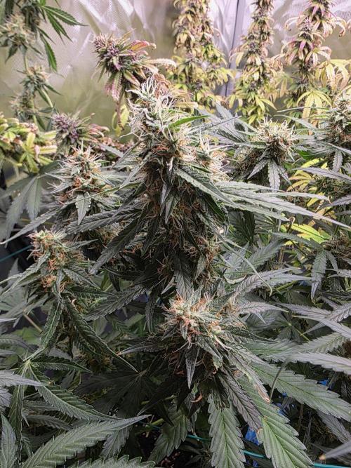 [2nd Run] Sweet Cheese Auto. Week 10