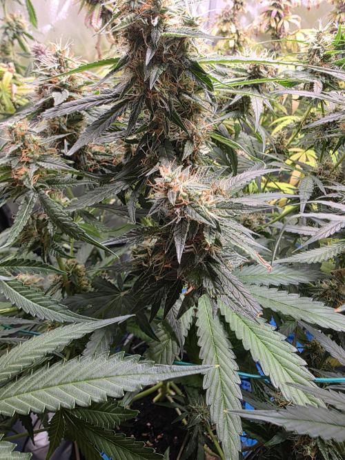 [2nd Run] Sweet Cheese Auto. Week 10