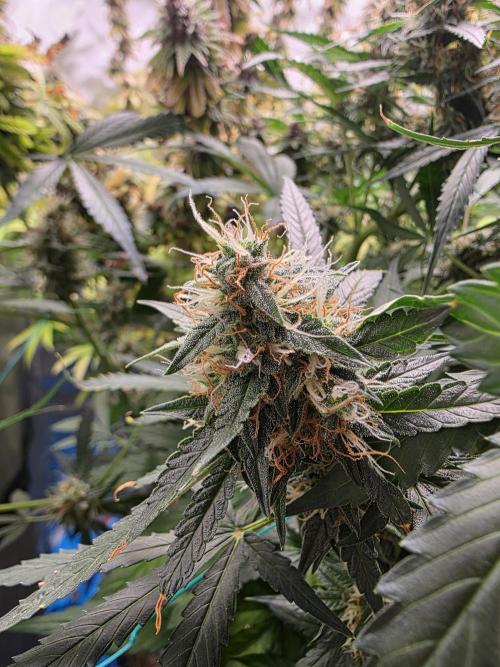 [2nd Run] Sweet Cheese Auto. Week 10
