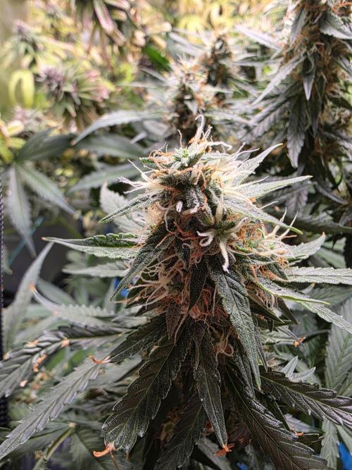 Sweet Cheese Auto®. Week 10