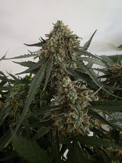 [2nd run] Green Crack Automatic. Week 14