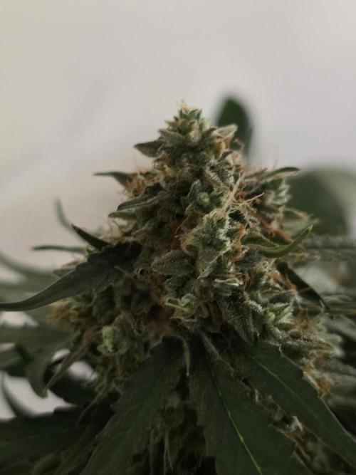 [2nd run] Green Crack Automatic. Week 14