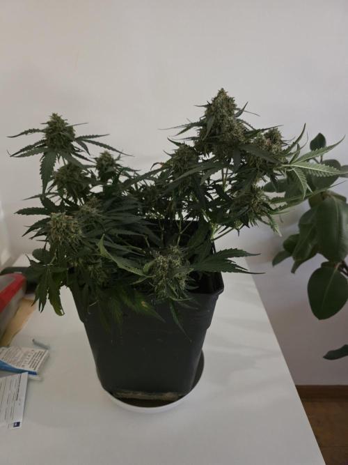 [2nd run] Green Crack Automatic. Week 14