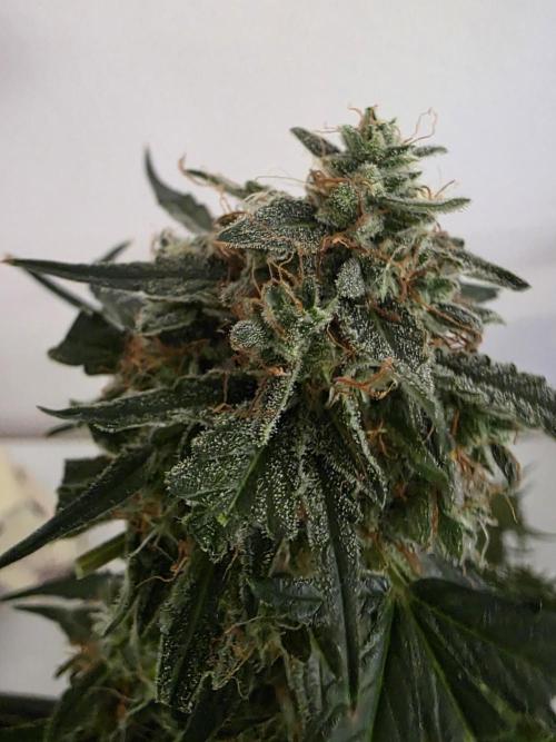 [2nd run] Green Crack Automatic. Week 14