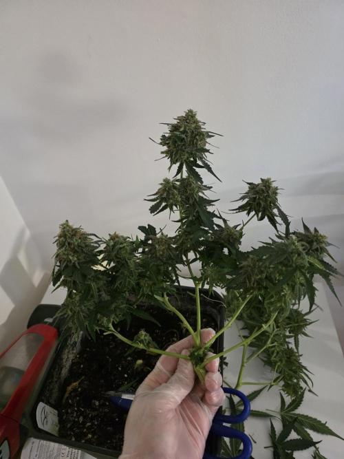 [2nd run] Green Crack Automatic. Week 14