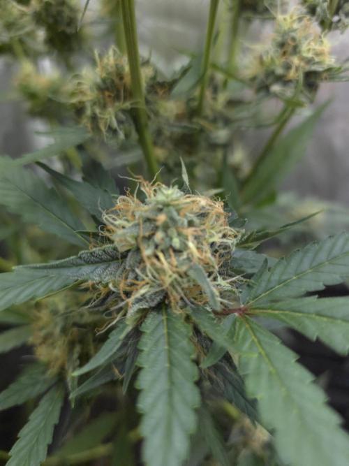 Bruce Banner Auto. Week 11