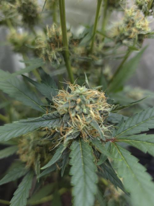 Bruce Banner Auto. Week 11