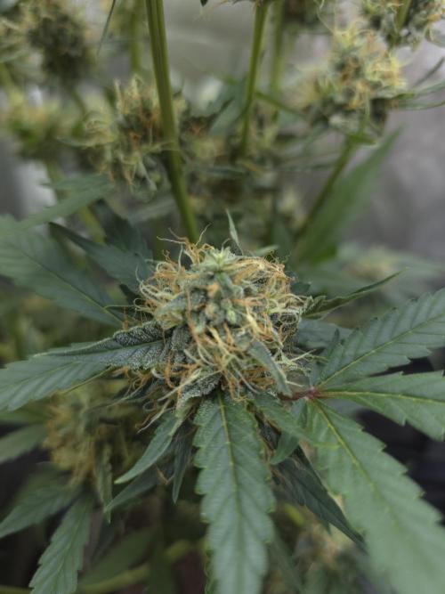 Bruce Banner Auto. Week 11
