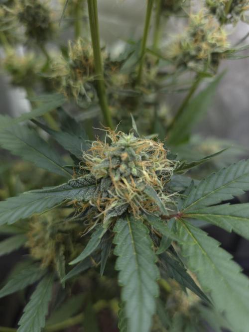 Bruce Banner Auto. Week 11