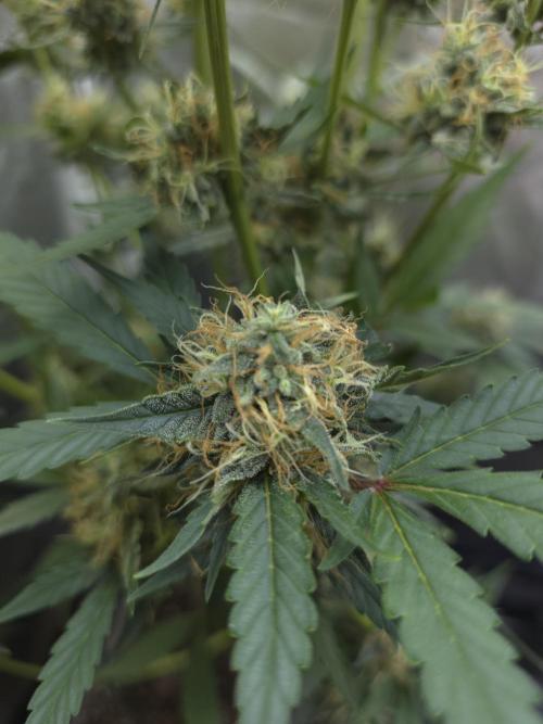 Bruce Banner Auto. Week 11