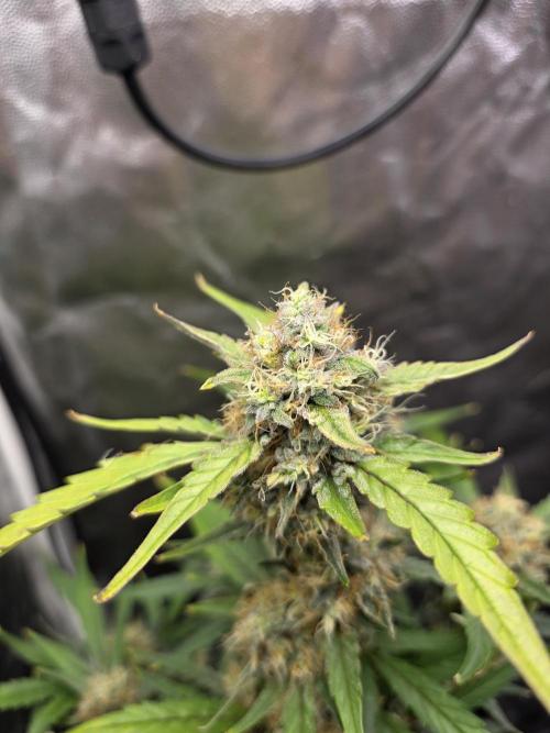 Bruce Banner Auto. Week 11