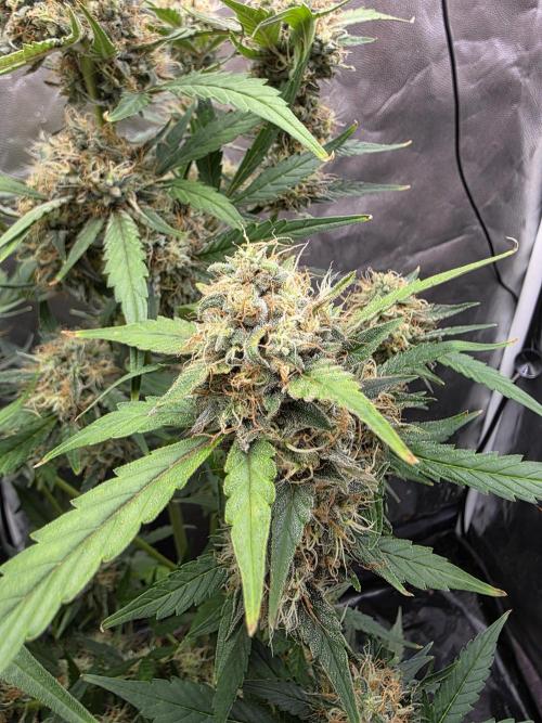 Bruce Banner Auto. Week 11